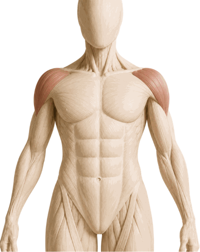 Deltoid