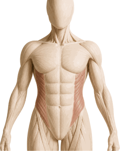 External obliques