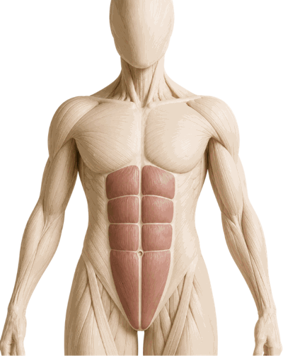 Rectus abdominis